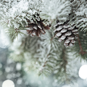 Frasier Fir